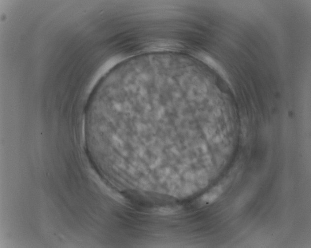 X0000077361227200611101631