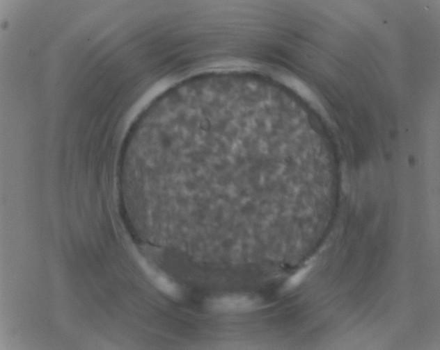 X0000077361229200611101631