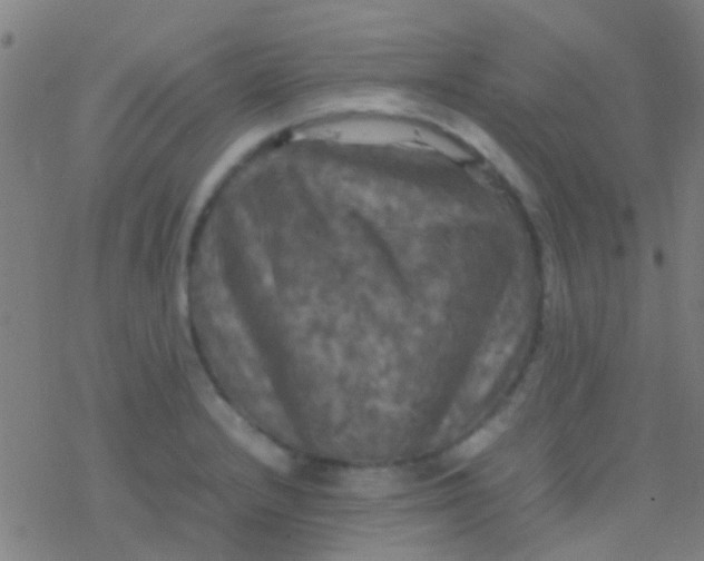 X0000077361232200611101631