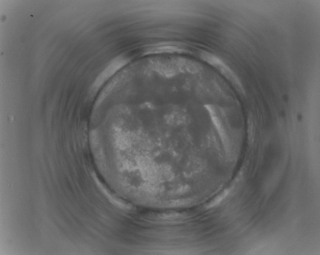 X0000077361233200611101631