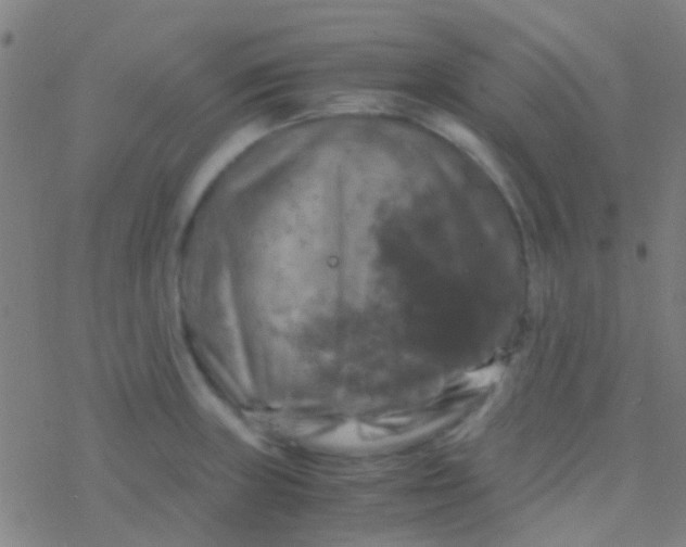 X0000077361235200611101631