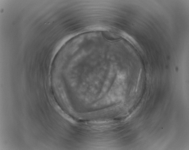 X0000077361236200611101631