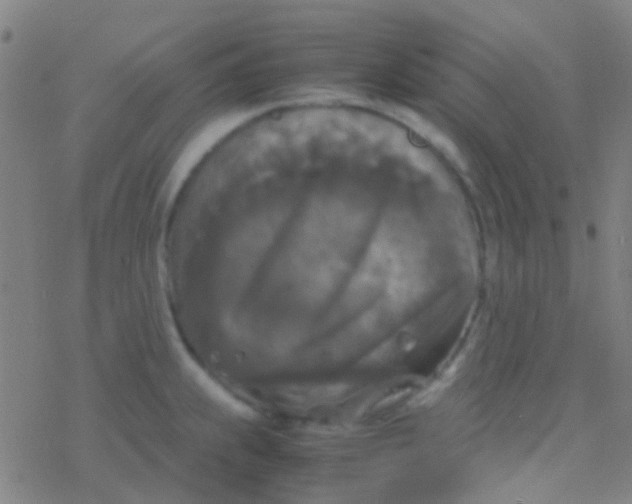 X0000077361239200611101631