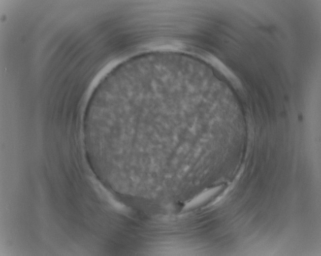 X0000077361240200611101631