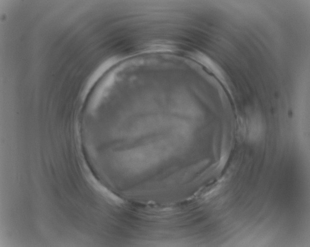 X0000077361243200611101631