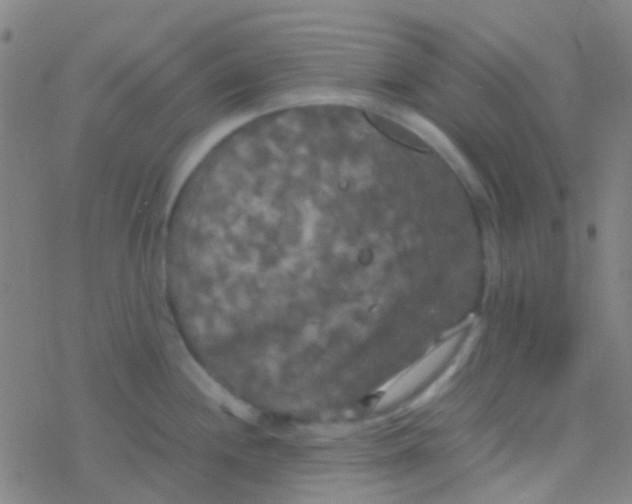 X0000077361244200611101631