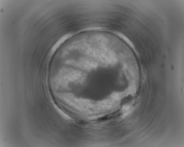 X0000077361245200611101631