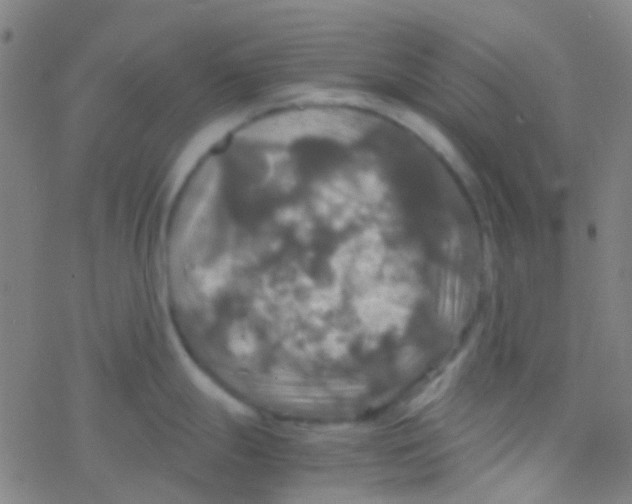 X0000077361247200611101631