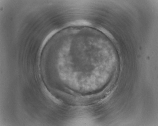 X0000077361248200611101631