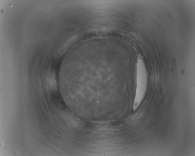 X0000077361252200611101630