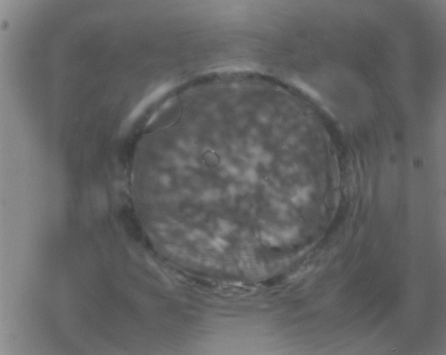 X0000077361255200611101630