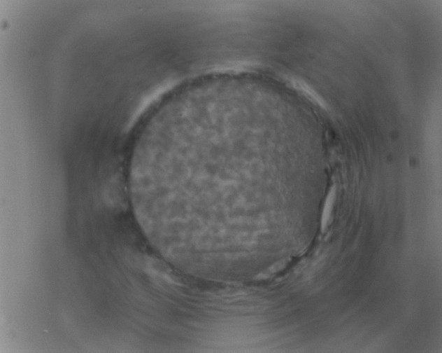 X0000077361256200611101630