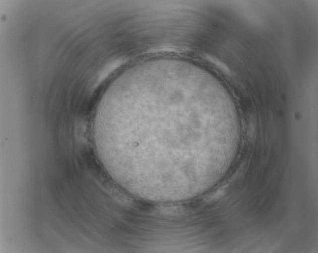 X0000077361258200611101630