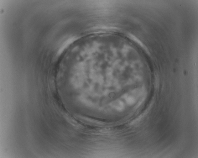 X0000077361259200611101630