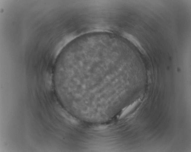 X0000077361260200611101630