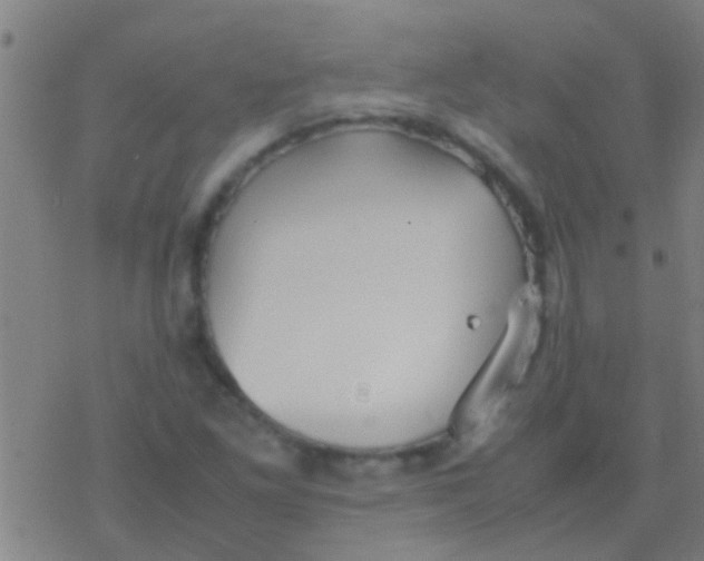 X0000077361261200611101630