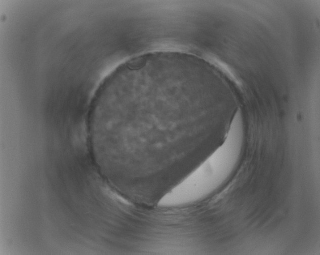 X0000077361264200611101630