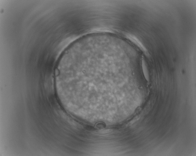 X0000077361268200611101630