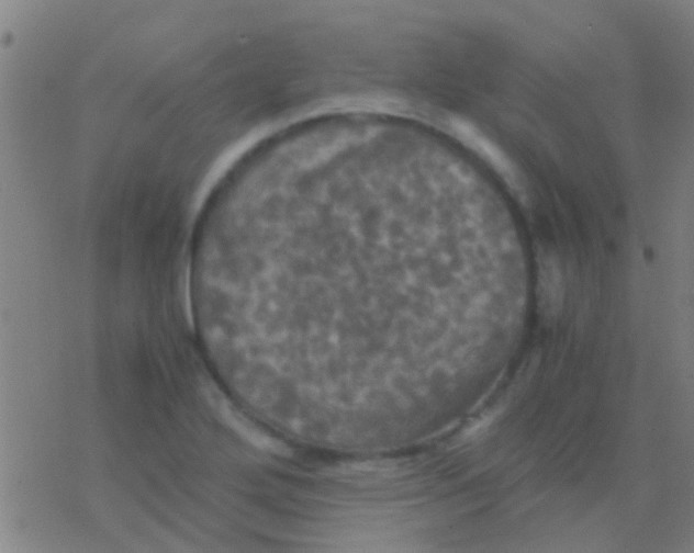 X0000077361272200611101630