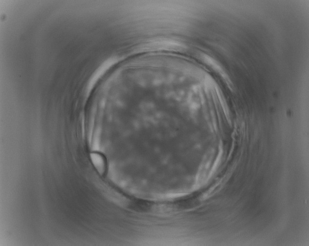 X0000077361275200611101630