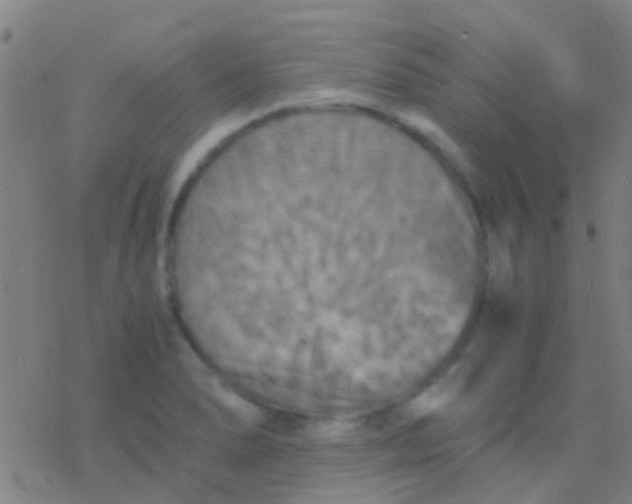 X0000077361278200611101630