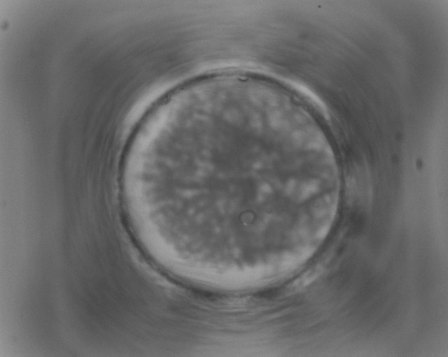 X0000077361279200611101630