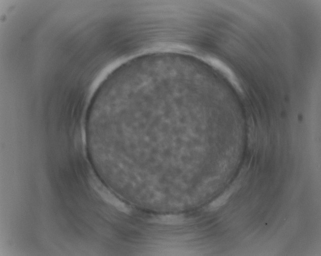 X0000077361280200611101630