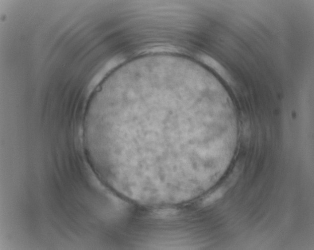 X0000077361282200611101630