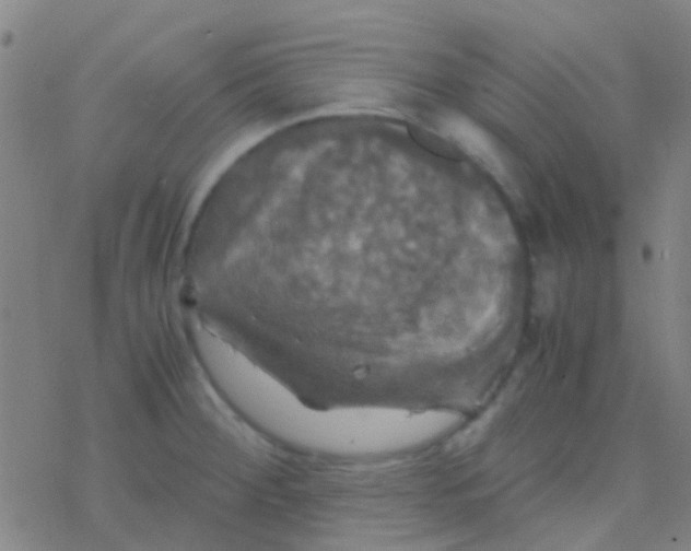 X0000077361284200611101630