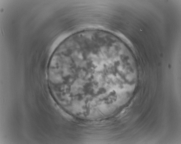 X0000077361287200611101630