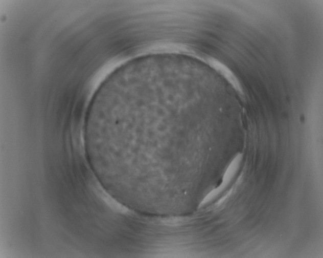 X0000077361288200611101630