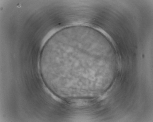 X0000077361294200611101630