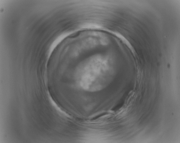 X0000077361295200611101629