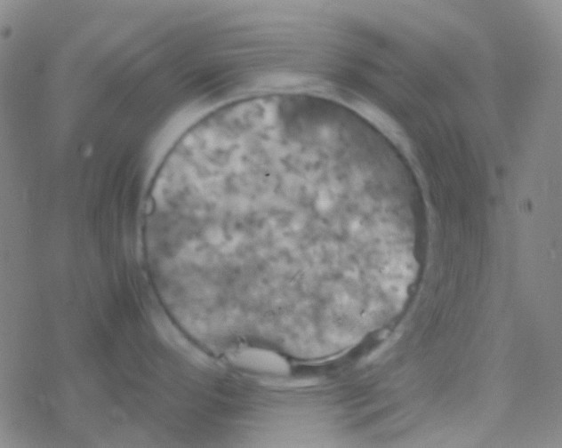 X0000077361296200611101629