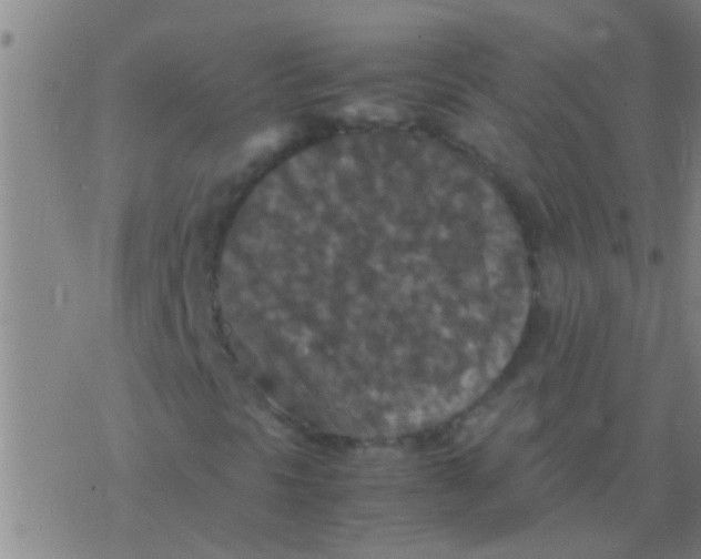 X0000077361297200611101629