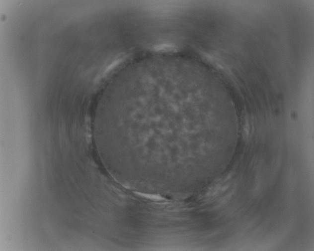 X0000077361301200611101629