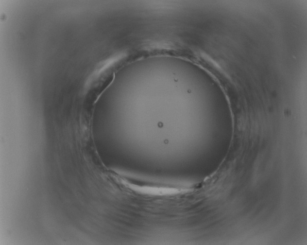 X0000077361303200611101629