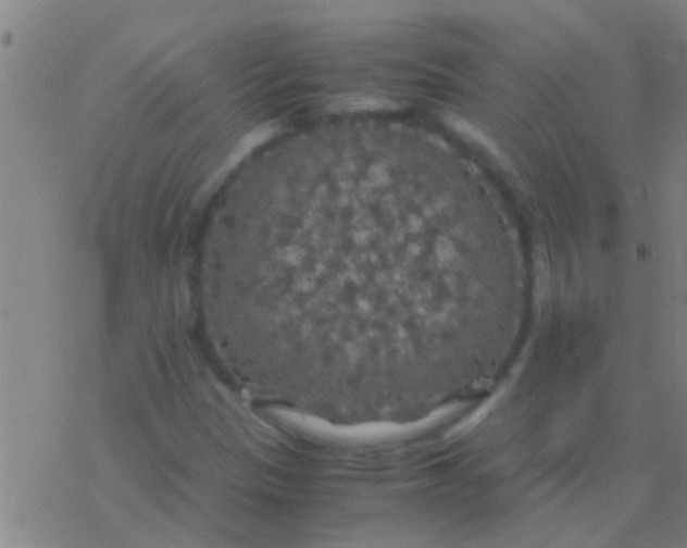 X0000077361305200611101629