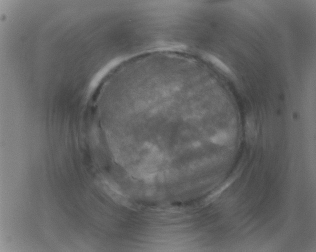 X0000077361310200611101629