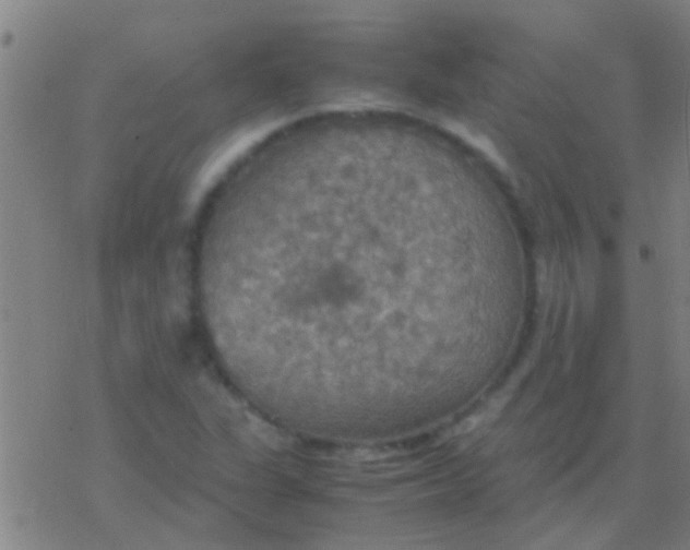 X0000077361311200611101629