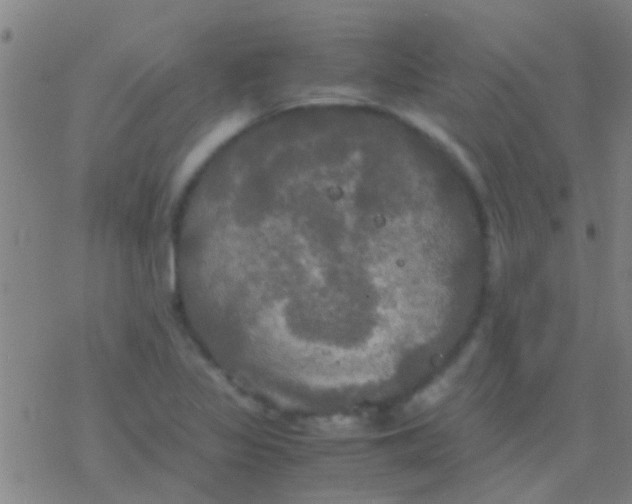 X0000077361317200611101629