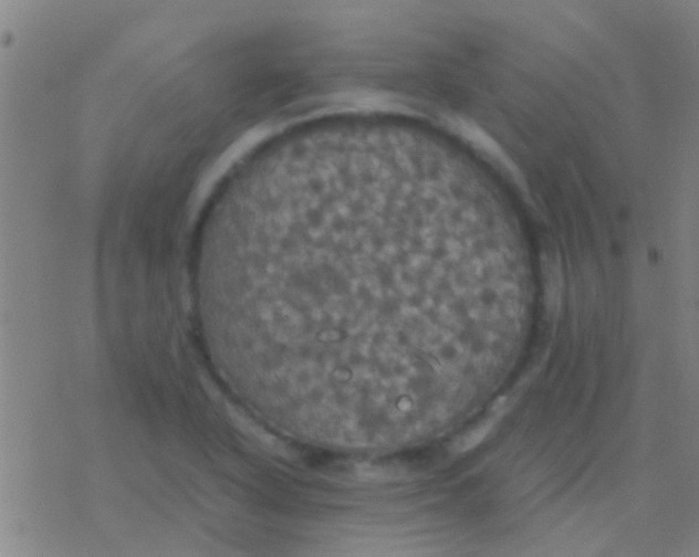 X0000077361318200611101629