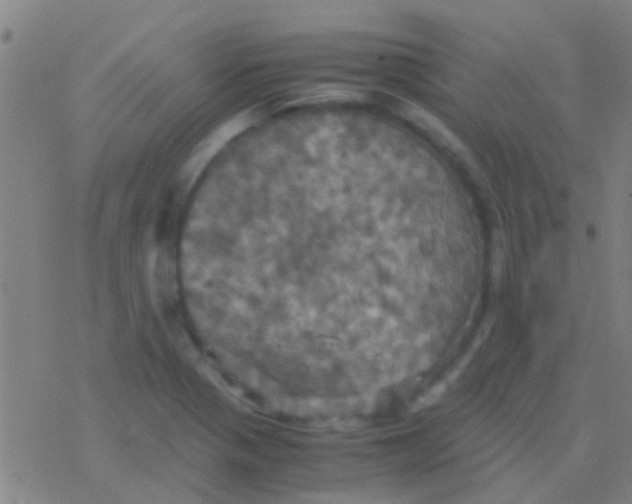 X0000077361321200611101629