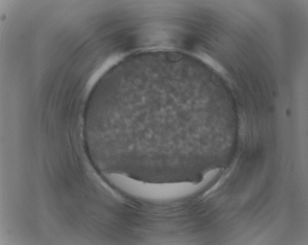 X0000077361325200611101629