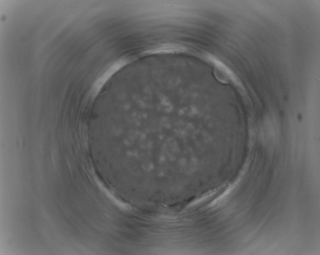 X0000077361329200611101629