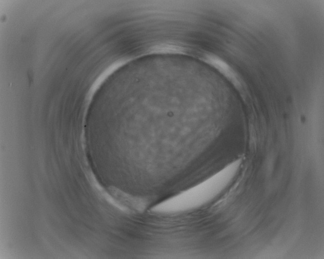 X0000077361331200611101629