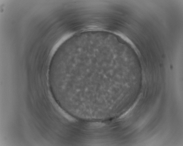 X0000077361333200611101629