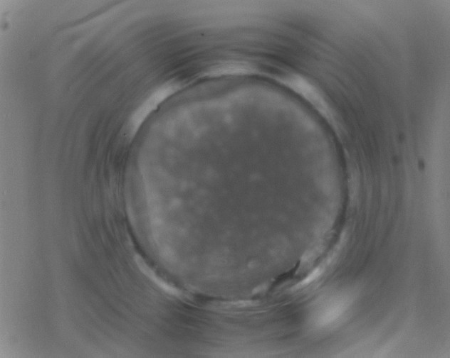 X0000077361337200611101629