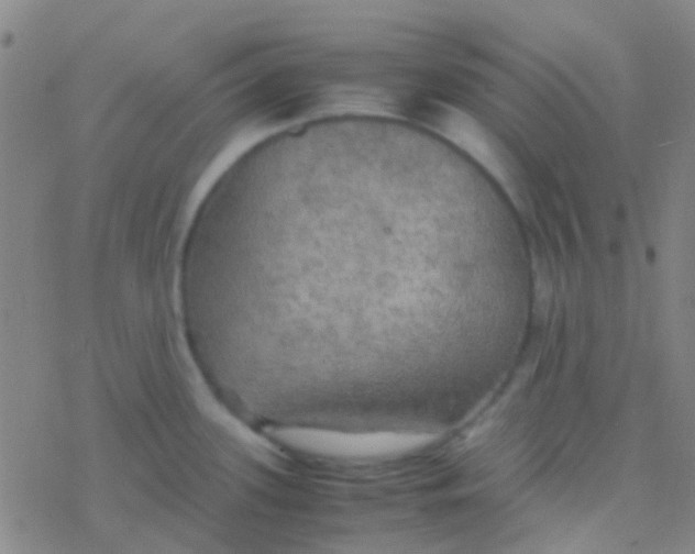 X0000077361339200611101629