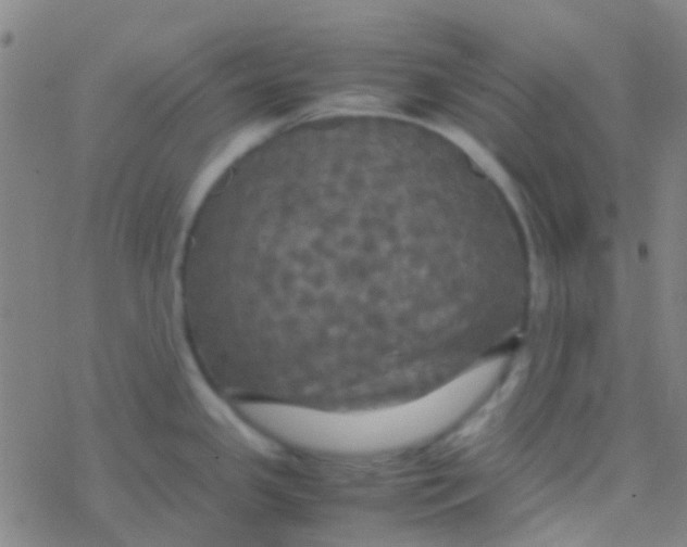 X0000077361341200611101629